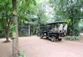 Udawalawe Jeep Safari