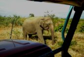 Udawalawe Jeep Safari